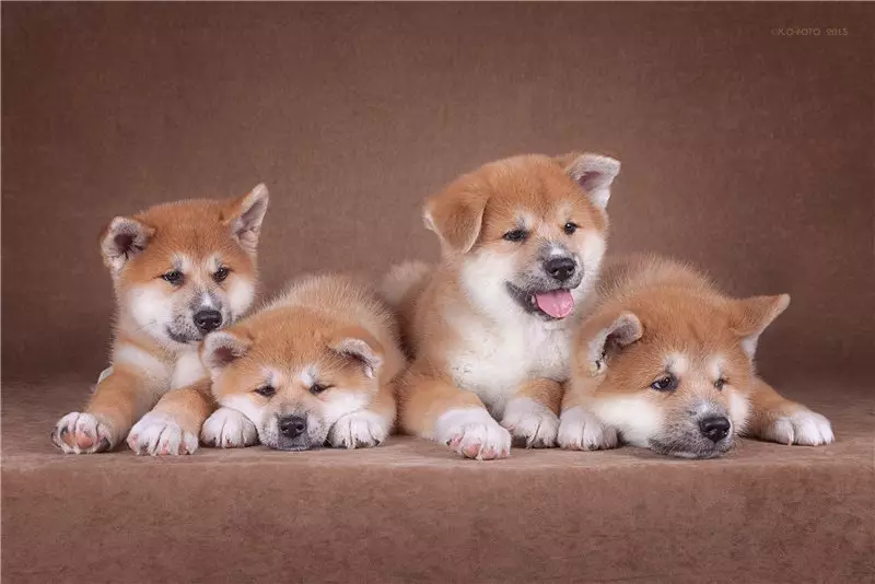 Japonijos veislės šunys (77 nuotraukos): dideli ir maži šunys raudonos, baltos ir tigro spalvos, medžioklės ir paslaugų veislės 12109_75