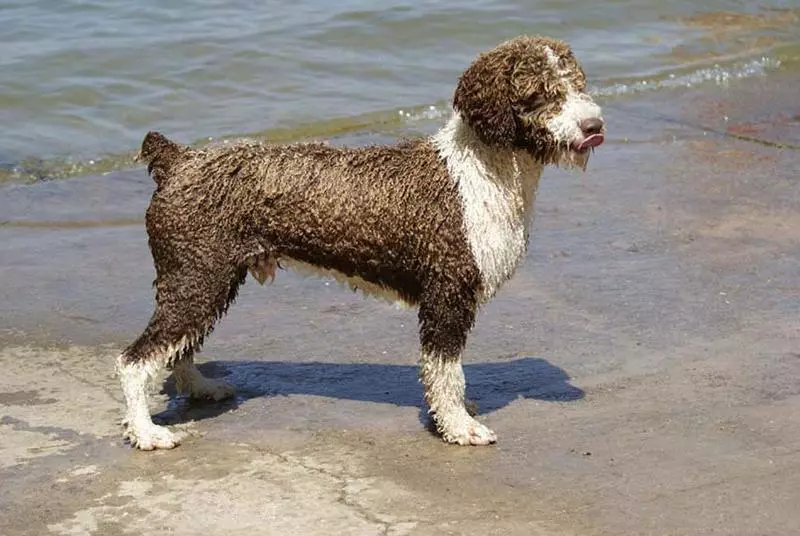 سگ آب اسپانیایی (26 عکس): ویژگی های نژاد. مزایا و معایب. شخصیت توله سگ ها قوانین محتوای سگ 12110_11