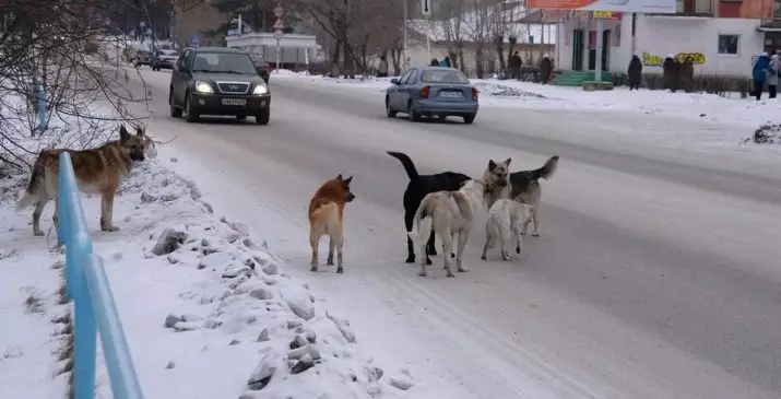 कुत्रा कर: रशियामध्ये हे ओळखले जाईल का? जर्मनी, स्वीडन आणि इतर देशांमध्ये कुत्रा मालकीवर कर 12112_11
