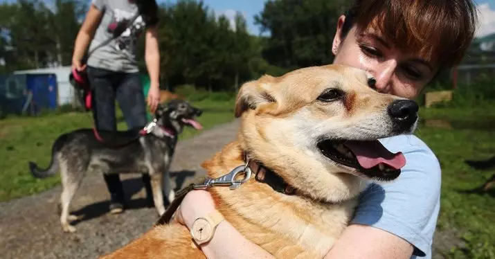 Данок на кучиња: Дали ќе се воведе во Русија? Даноци за сопственост на кучиња во Германија, Шведска и други земји 12112_6