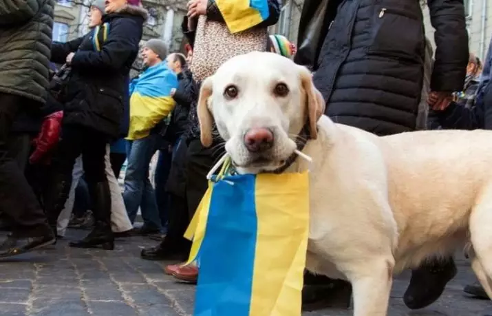 Cukai anjing: Adakah ia akan diperkenalkan di Rusia? Cukai ke atas pemilikan anjing di Jerman, Sweden dan negara-negara lain 12112_9