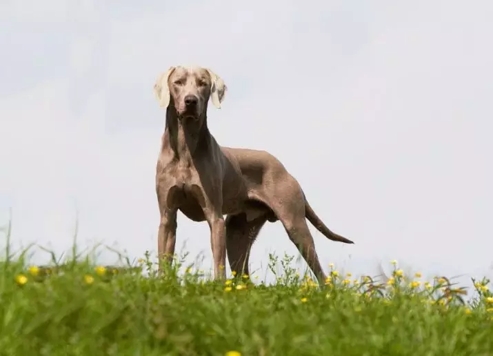 Веимаранс (47 фотографија): Опис пасмине, пси плаве и црне боје, дугохињене и краткодлаке штенад, рецензије власника 12113_13