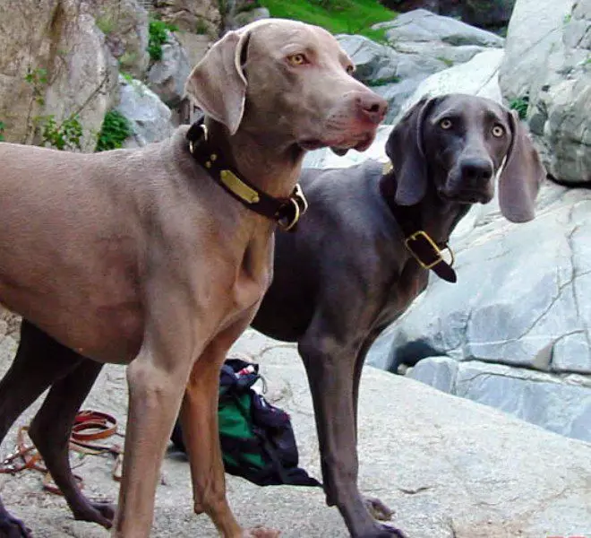 Веимаранс (47 фотографија): Опис пасмине, пси плаве и црне боје, дугохињене и краткодлаке штенад, рецензије власника 12113_15