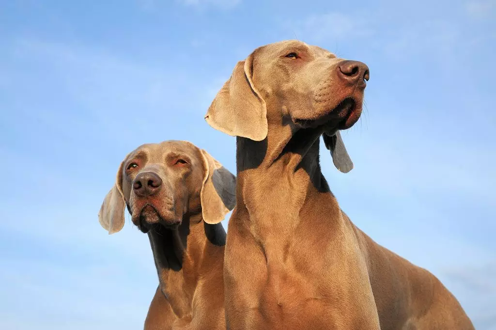 Веимаранс (47 фотографија): Опис пасмине, пси плаве и црне боје, дугохињене и краткодлаке штенад, рецензије власника 12113_17