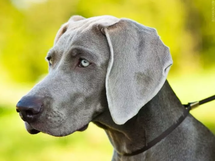 Веимаранс (47 фотографија): Опис пасмине, пси плаве и црне боје, дугохињене и краткодлаке штенад, рецензије власника 12113_8