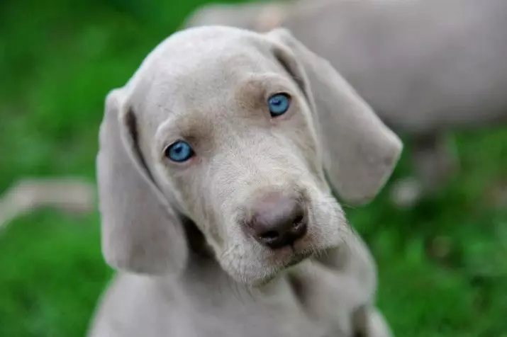 Веимаранс (47 фотографија): Опис пасмине, пси плаве и црне боје, дугохињене и краткодлаке штенад, рецензије власника 12113_9