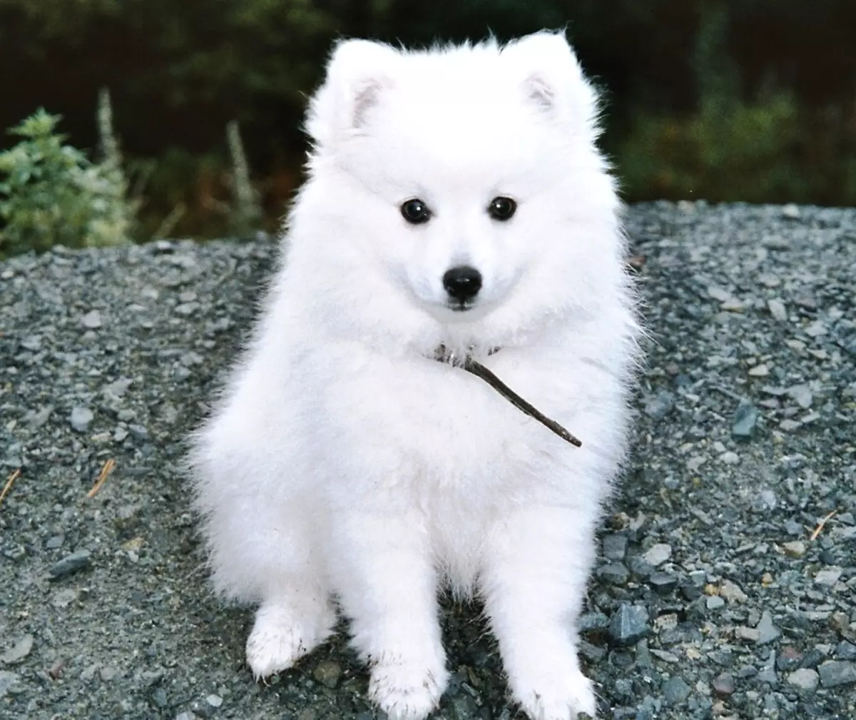 Perros blancos mullidos (37 fotos): Representantes de razas grandes y pequeñas. ¿Cómo se llaman los perros peluditos? Raza cachorros con lana larga. 12115_12