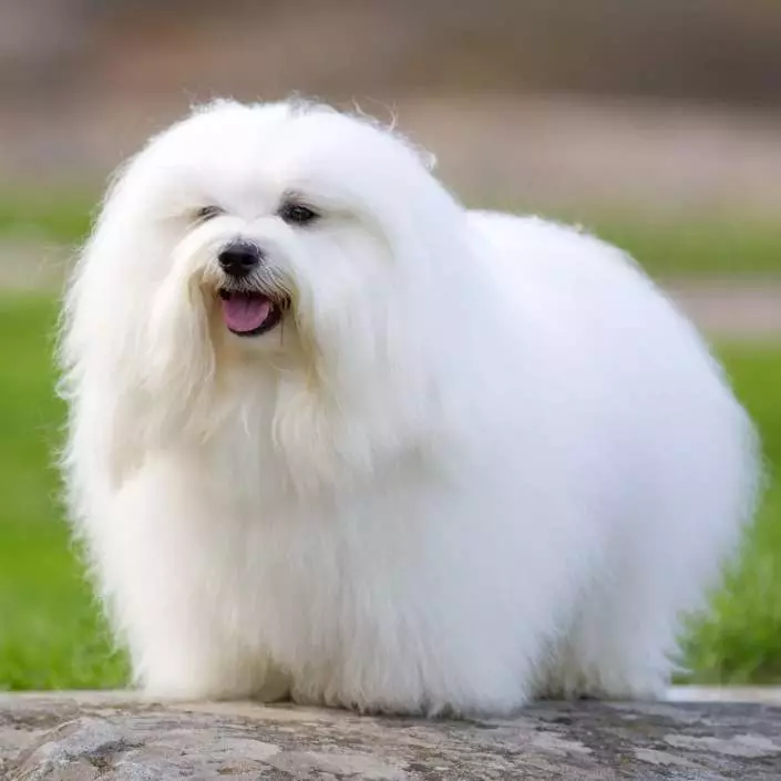 Perros blancos mullidos (37 fotos): Representantes de razas grandes y pequeñas. ¿Cómo se llaman los perros peluditos? Raza cachorros con lana larga. 12115_15