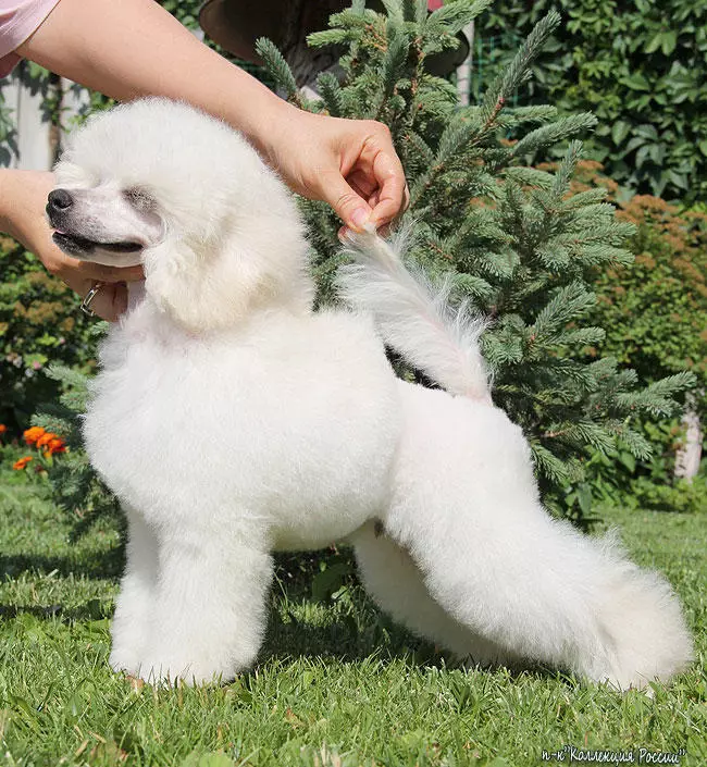 White Fluffy Dogs (37 foto): Perwakilan dari breed besar dan kecil. Apa yang disebut anjing shaggy? Anak-anak anjing yang berkembang biak dengan wol panjang 12115_19