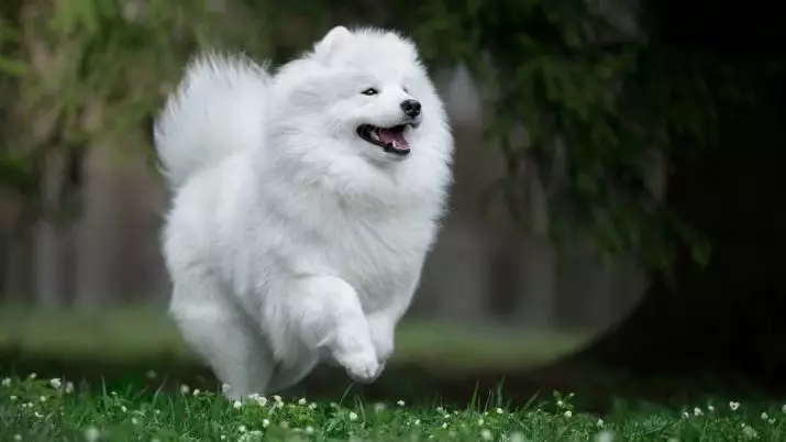 Perros blancos mullidos (37 fotos): Representantes de razas grandes y pequeñas. ¿Cómo se llaman los perros peluditos? Raza cachorros con lana larga. 12115_2