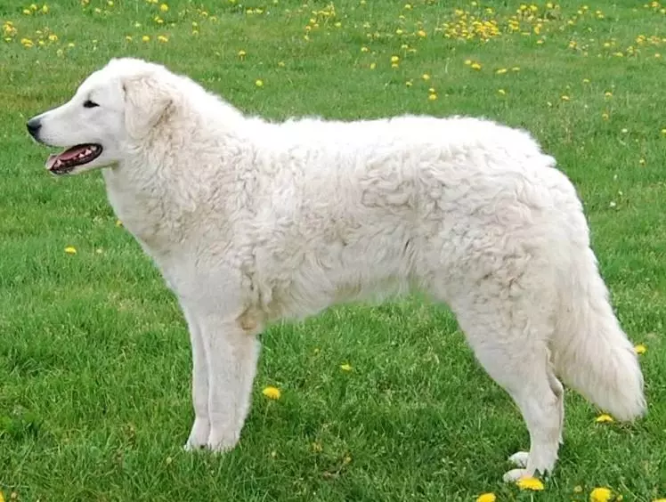 White Fluffy Dogs (37 foto): Perwakilan dari breed besar dan kecil. Apa yang disebut anjing shaggy? Anak-anak anjing yang berkembang biak dengan wol panjang 12115_21