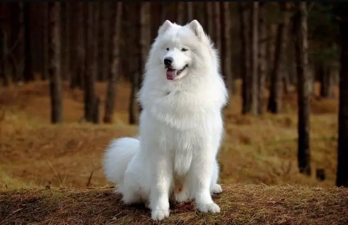 Бели меки кучиња (37 фотографии): претставници на големи и мали раси. Што се нарекуваат бушава кучиња? Раса кученца со долга волна 12115_3