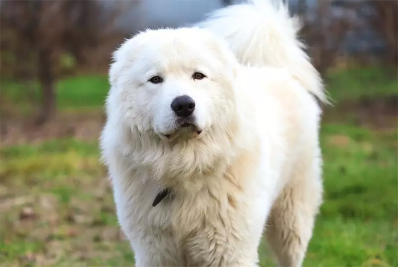 Perros blancos mullidos (37 fotos): Representantes de razas grandes y pequeñas. ¿Cómo se llaman los perros peluditos? Raza cachorros con lana larga. 12115_31