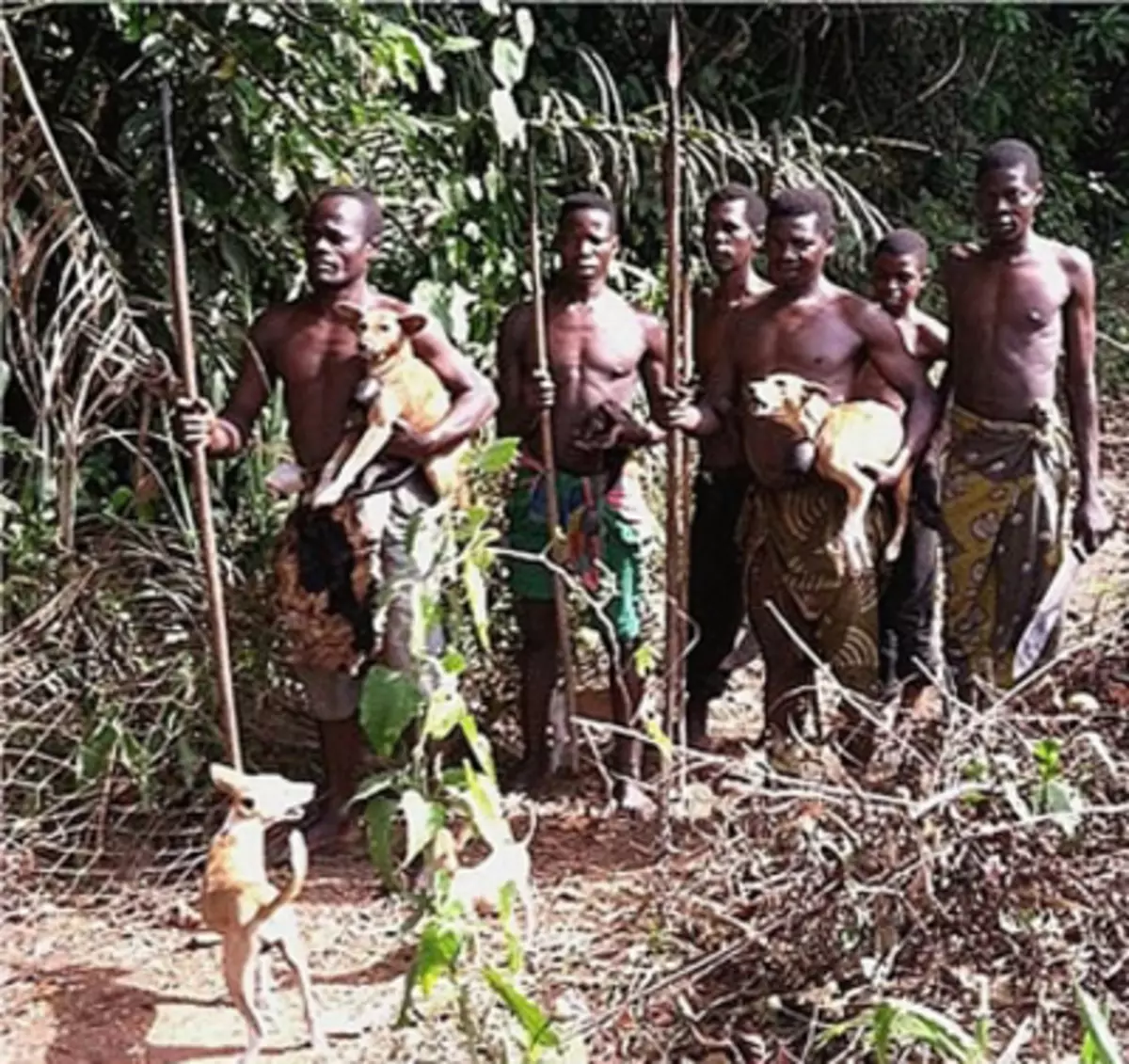 Basenji (44 fotek): Popis afrického plemene, povaha ničerského psa. Vyberte si oblečení pro štěňata. Recenze vlastnictví 12118_11