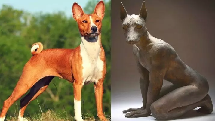 Басенжи (44 зураг): Африкийн үүлдрийн тодорхойлолт, шошготой нохойны мөн чанар. Гөлөгнүүдэд хувцас сонгох. Өмчлөлийн тойм 12118_6