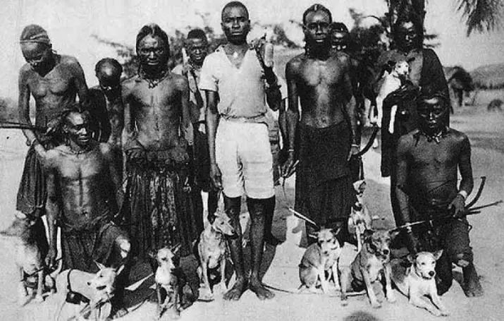 Basenji (44 fotos): Descrición da raza africana, a natureza dun can labilorizado. Escolla roupa para cachorros. Revisións de propiedade 12118_9
