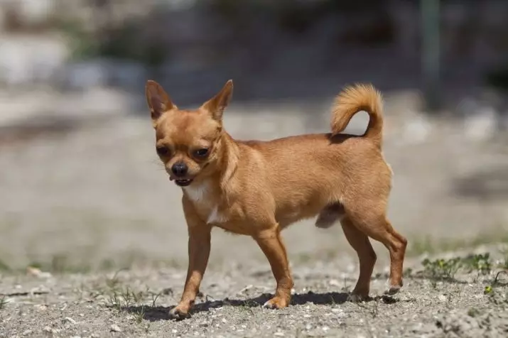 लंबे कान वाले कुत्ते (3 9 फोटो): खड़े और लटकने वाले कानों के साथ छोटे और बड़ी नस्लों का विवरण 12119_14