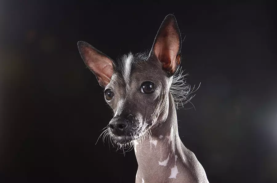 Σκύλοι με μακριά αυτιά (39 φωτογραφίες): Περιγραφή μικρών και μεγάλων φυλών με στέκεται και κρεμαστά αυτιά 12119_16