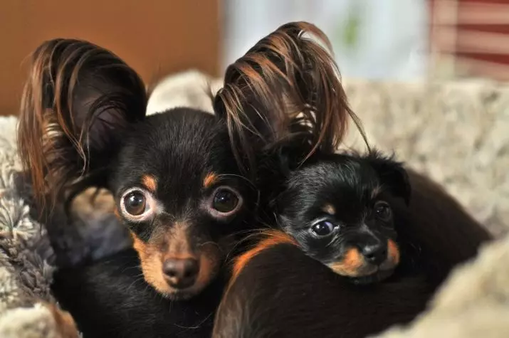 Dogs with long ears (39 photos): description of small and large breeds with standing and hanging ears 12119_21