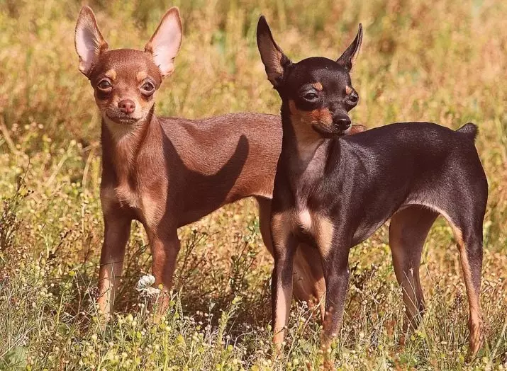 Dogs with long ears (39 photos): description of small and large breeds with standing and hanging ears 12119_22