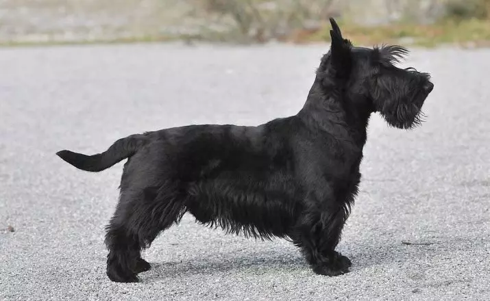 Psi s dugim ušima (39 fotografija): Opis malih i velikih pasmina sa stajanjem i visećim ušima 12119_29