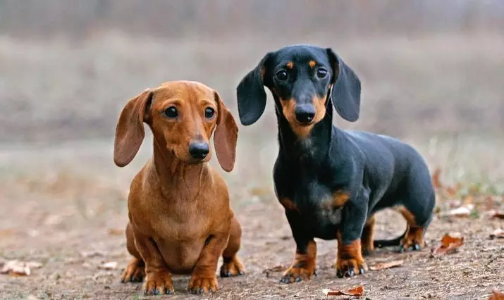 Câini cu urechi lungi (39 de fotografii): Descrierea raselor mici și mari cu urechi în picioare și suspendate 12119_9