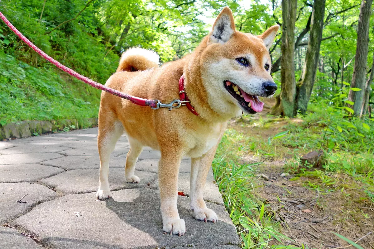 Honden zoals Fox (33 foto's): een kleine roodharige hond met korte benen, een donzige hond met grote oren en andere rassen 12121_13