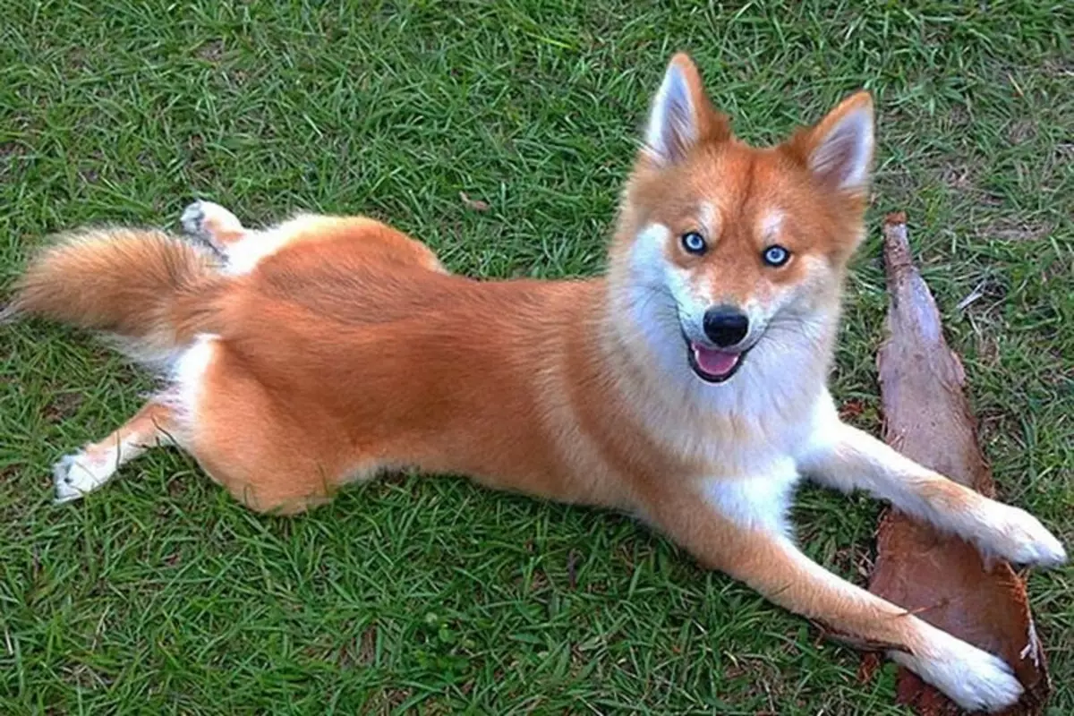 Honden zoals Fox (33 foto's): een kleine roodharige hond met korte benen, een donzige hond met grote oren en andere rassen 12121_2