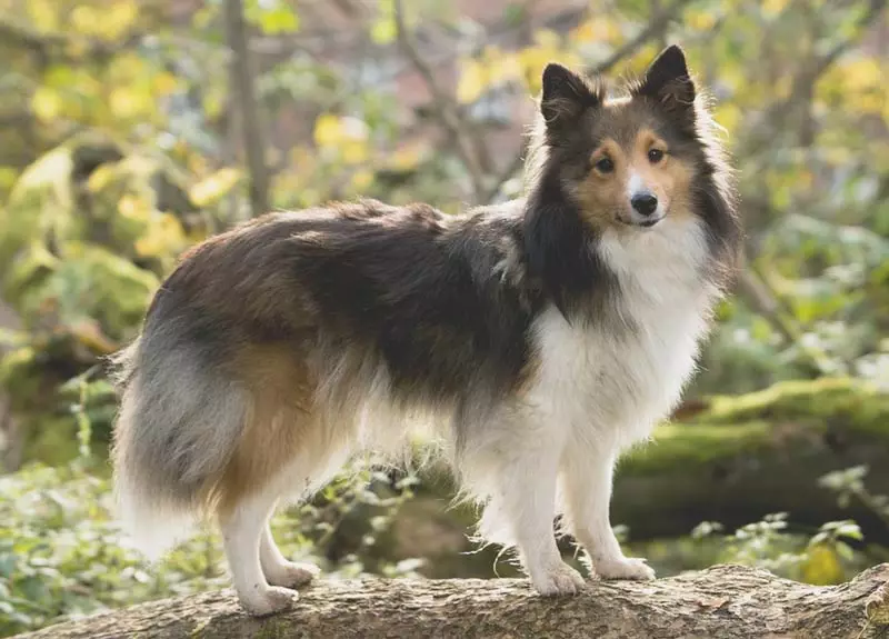 Honden zoals Fox (33 foto's): een kleine roodharige hond met korte benen, een donzige hond met grote oren en andere rassen 12121_20
