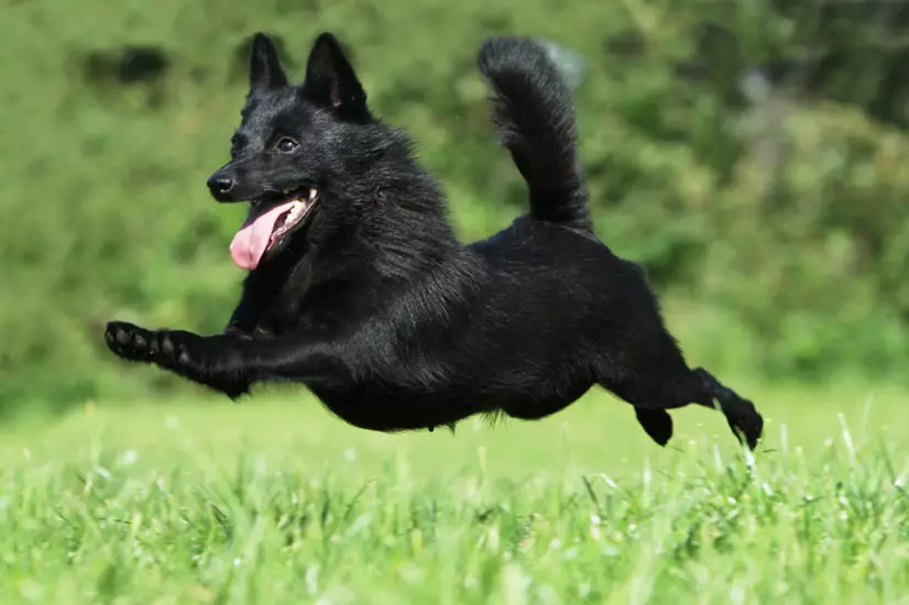 Honden zoals Fox (33 foto's): een kleine roodharige hond met korte benen, een donzige hond met grote oren en andere rassen 12121_22