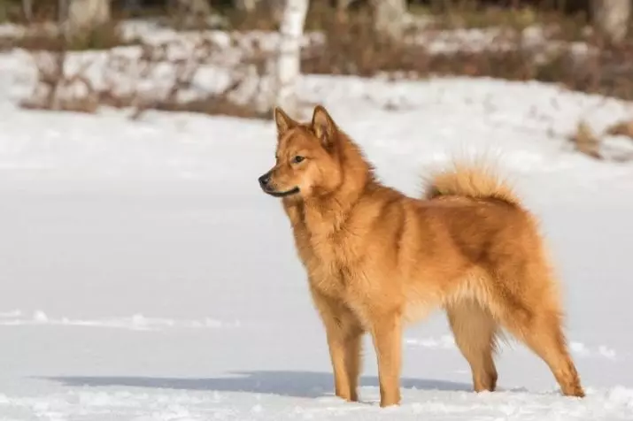 Honden zoals Fox (33 foto's): een kleine roodharige hond met korte benen, een donzige hond met grote oren en andere rassen 12121_23