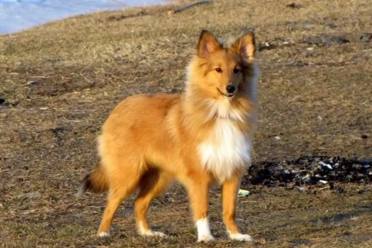 Honden zoals Fox (33 foto's): een kleine roodharige hond met korte benen, een donzige hond met grote oren en andere rassen 12121_3