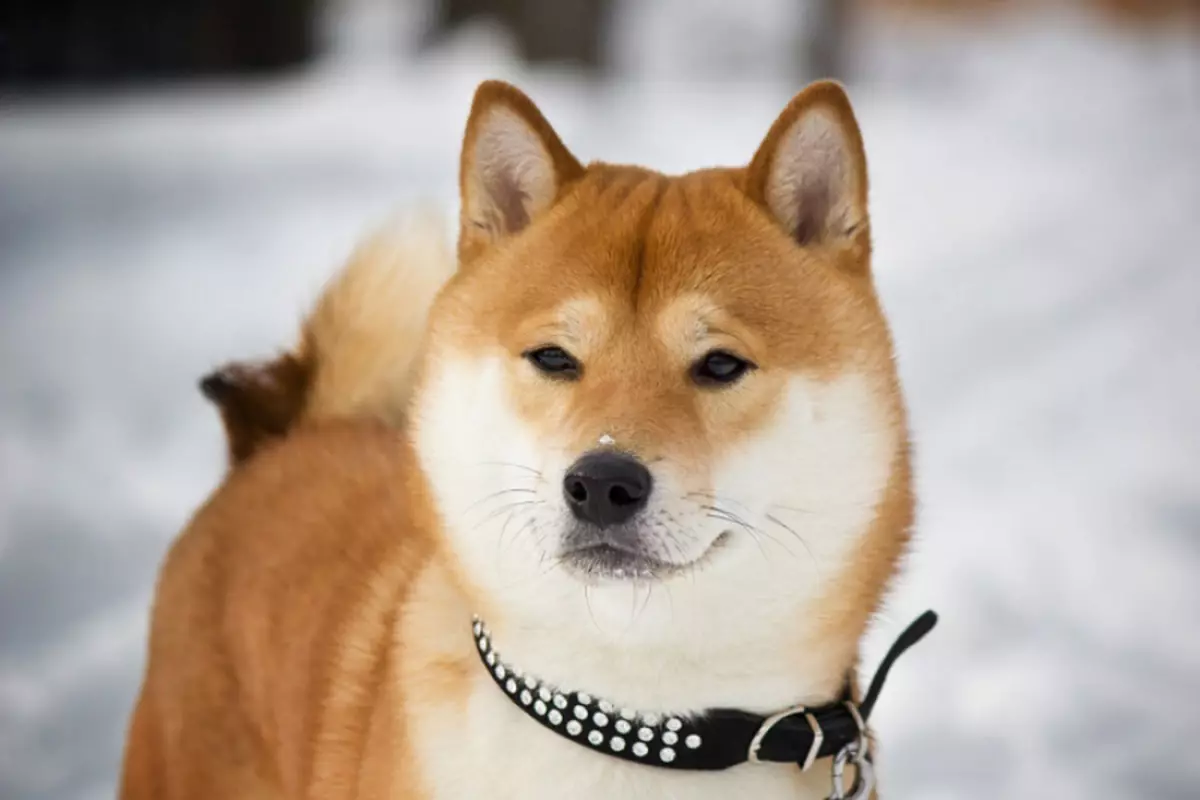 Honden zoals Fox (33 foto's): een kleine roodharige hond met korte benen, een donzige hond met grote oren en andere rassen 12121_5