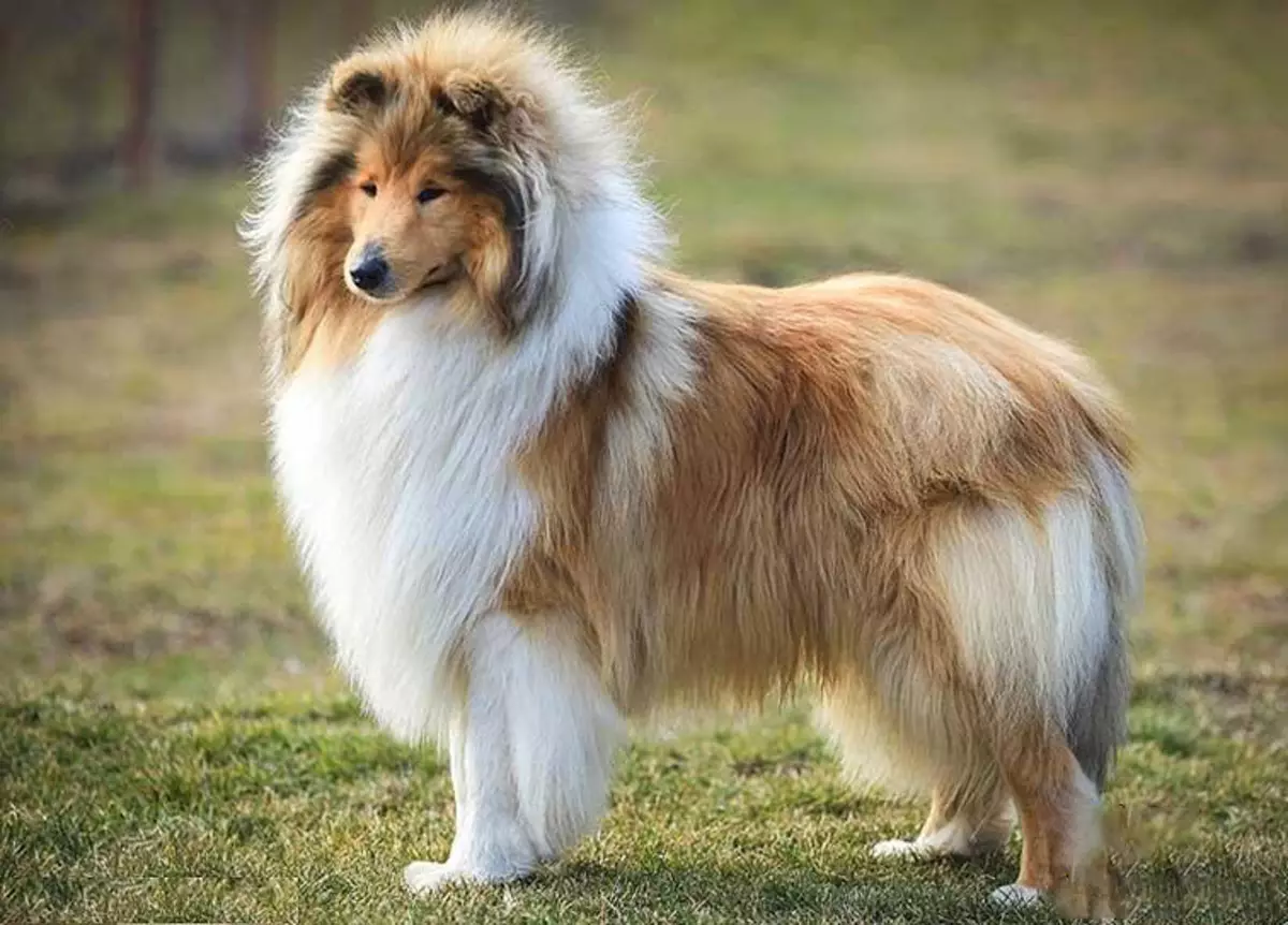 Honden zoals Fox (33 foto's): een kleine roodharige hond met korte benen, een donzige hond met grote oren en andere rassen 12121_8