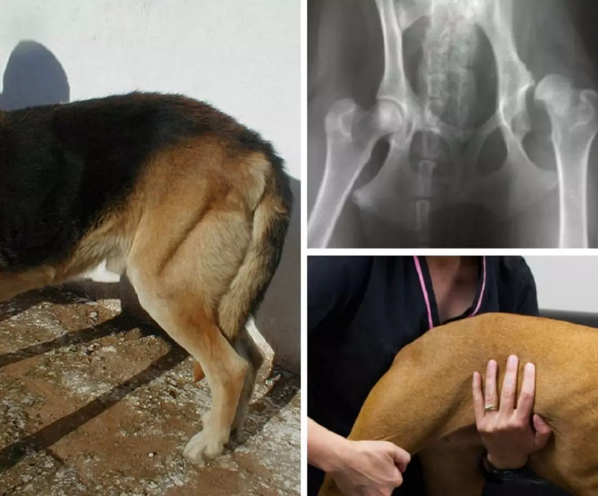 Дисплазия суставов у собак лечение. Дисплазия тазобедренных суставов у собак. Тазобедренная дисплазия у собак.