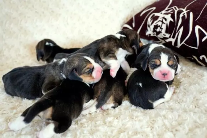 Newborn Puppies (27 fotiek): Môžem ich kŕmiť zmesou detskej mliečnej zmesi? Ako zavlažovať šteniatka bez matky? Ako určiť ich pohlavie? Tipy pre starostlivosť 12124_10