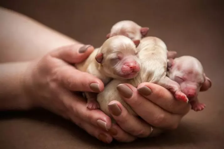 Новородените кученца (27 снимки): Мога ли да ги хранят с детска млечна смес? Как да се напоява кученца без майка? Как да се определи техния пол? Съвети за грижа 12124_22