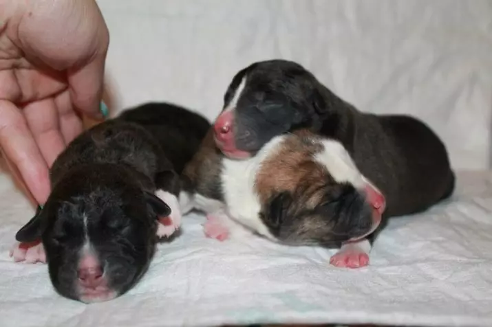 Pasgeboren puppy's (27 foto's): Kan ik ze voeden met een kindermelkmengsel? Hoe puppy's te irrigeren zonder moeder? Hoe hun geslacht te bepalen? Tips voor zorg 12124_23
