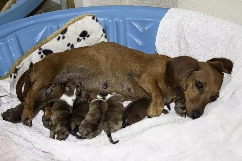 Newborn Puppies (27 fotiek): Môžem ich kŕmiť zmesou detskej mliečnej zmesi? Ako zavlažovať šteniatka bez matky? Ako určiť ich pohlavie? Tipy pre starostlivosť 12124_4