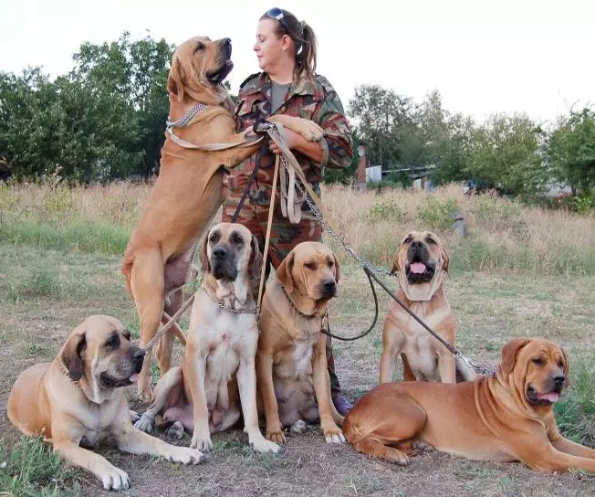 Dog Dog: Razza Caratteristiche Cane reale, varietà di cani, Descrizione dei cuccioli 12125_16