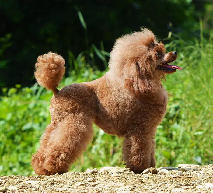 Honden die niet verliezen (45 foto's): de kleinste harde rassen, grote slaapkamerhonden en andere soorten voor het appartement 12129_14