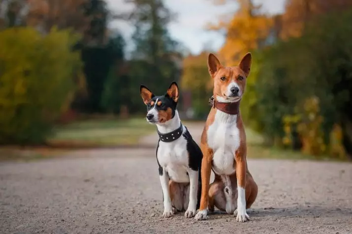 Honden die niet verliezen (45 foto's): de kleinste harde rassen, grote slaapkamerhonden en andere soorten voor het appartement 12129_19