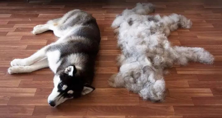 Honden die niet verliezen (45 foto's): de kleinste harde rassen, grote slaapkamerhonden en andere soorten voor het appartement 12129_2