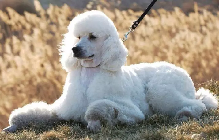 Honden die niet verliezen (45 foto's): de kleinste harde rassen, grote slaapkamerhonden en andere soorten voor het appartement 12129_20