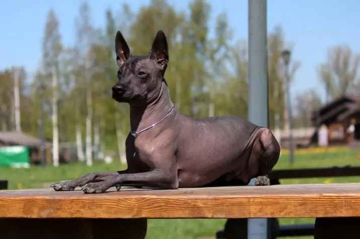 Honden die niet verliezen (45 foto's): de kleinste harde rassen, grote slaapkamerhonden en andere soorten voor het appartement 12129_21