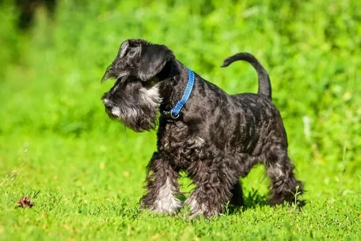 Honden die niet verliezen (45 foto's): de kleinste harde rassen, grote slaapkamerhonden en andere soorten voor het appartement 12129_23