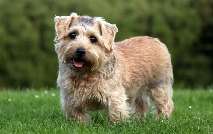 Honden die niet verliezen (45 foto's): de kleinste harde rassen, grote slaapkamerhonden en andere soorten voor het appartement 12129_24