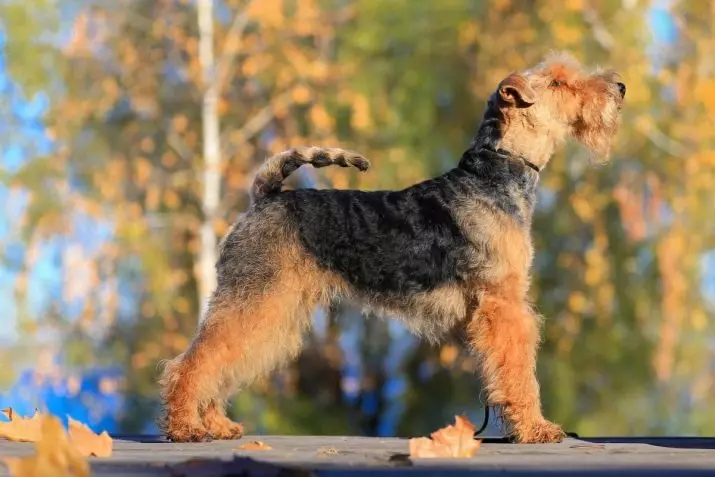 Honden die niet verliezen (45 foto's): de kleinste harde rassen, grote slaapkamerhonden en andere soorten voor het appartement 12129_26