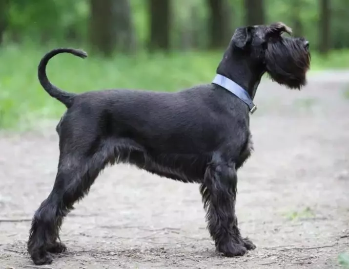 Honden die niet verliezen (45 foto's): de kleinste harde rassen, grote slaapkamerhonden en andere soorten voor het appartement 12129_28