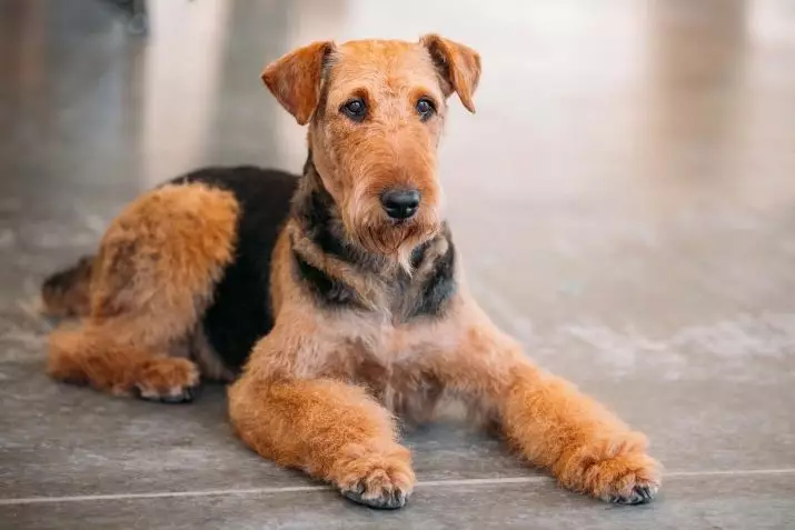 Honden die niet verliezen (45 foto's): de kleinste harde rassen, grote slaapkamerhonden en andere soorten voor het appartement 12129_29